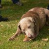 hundetreffen 03.09.2016 544